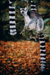 Close Up von einem Katta (Lemur catta) in herbstlicher Abendsonne einem Freigehege