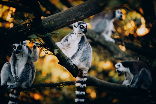 Kattas (Lemur catta) in herbstlicher Abendsonne einem Freigehege
