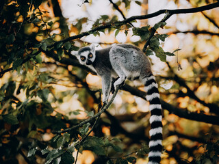 Porträt von einem Katta (Lemur catta) in einem Baum in herbstlicher Abendsonne einem Freigehege