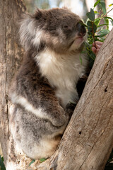 the Koala has a large round head, big furry ears and big black nose.