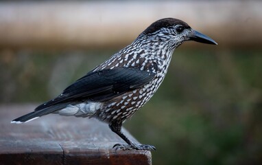 bird orzechówka