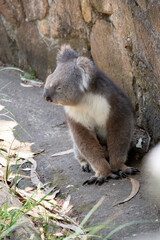 the Koala has a large round head, big furry ears and big black nose. Their fur is usually grey-brown in color with white fur on the chest, inner arms, ears and bottom.