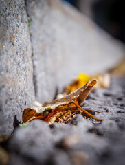 Close up of a dried leaf