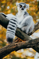 Portrait von einem Katta (Lemur catta) in herbstlicher Abendsonne einem Freigehege