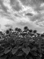 field of sunflowers black and white