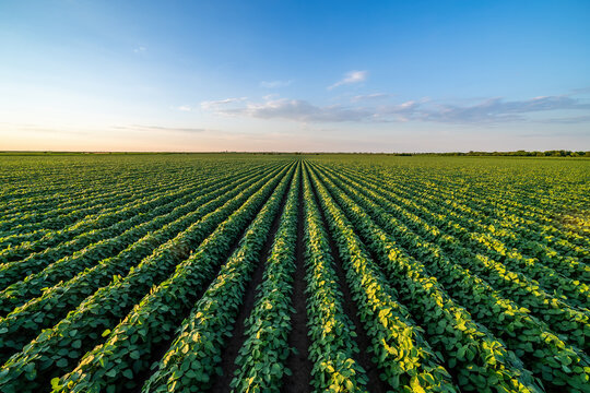 Lush rows of soybeans thriving in agricultural farmland under the evening sky