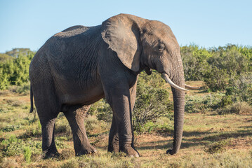 Obraz premium African elephant in Addo Elephant Park