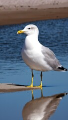 Fototapeta premium A White Lake Gull Standing Near the Water at Wasaga Beach During a Sunny Day. Generative AI