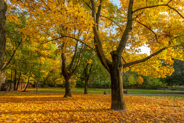Poland capital city Warsaw Royal Lazienki Park trees decorated with autumn colors and leaves and flowers with detail shots