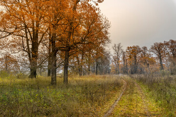 A road runs through a field of trees with leaves that are orange and yellow