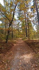 Autumn Forest Path with Golden Leaves
