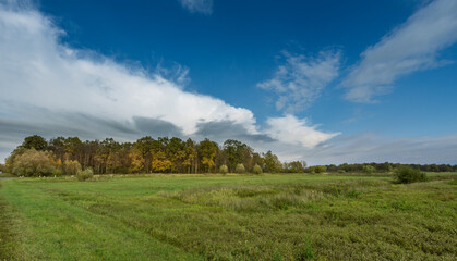 A field of grass with trees in the background
