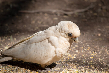 the little  corella is an all white bird with red on the face  with a blue eye surround