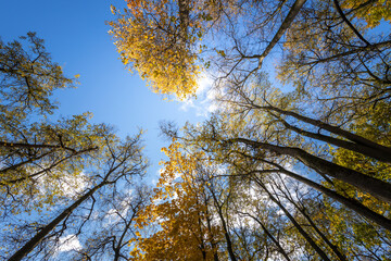 Obraz premium A forest with trees in the background and a clear blue sky