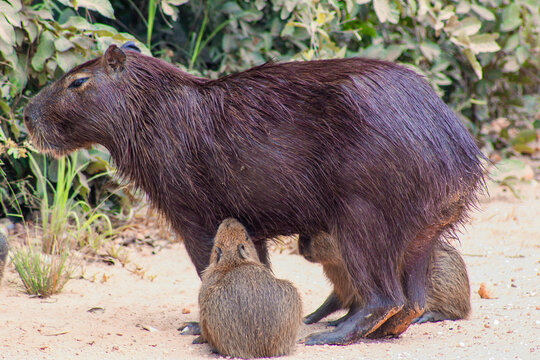 capivara com filhote