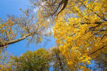 A beautiful blue sky with a few trees in the background