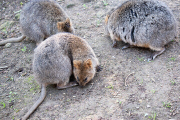 Naklejka premium The Quokka is a small wallaby with thick, coarse, grey-brown fur with lighter underparts. Its snout is naked and its ears are short.