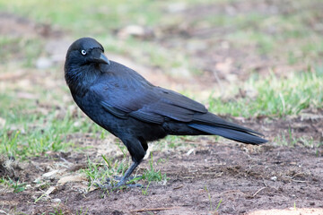 Obraz premium the Australian raven is a black bird with white eyes and grey feet and beak