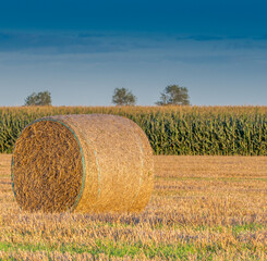 Erntezeit auf einem Feld