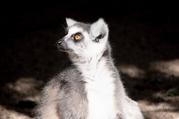 The Ring-tailed lemur backs is grey with grey limbs and dark grey heads and necks. They have long striped tails.