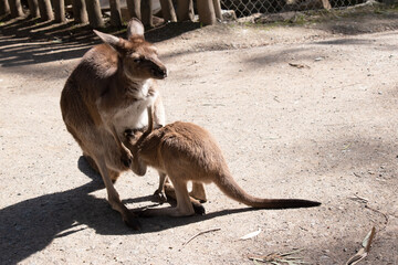 Western grey are large, muscular animals. they are grayish-brown to reddish-brown with a small head, large ears, and a long thick tail used for balance.