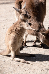 Western grey are large, muscular animals. they are grayish-brown to reddish-brown with a small head, large ears, and a long thick tail used for balance.