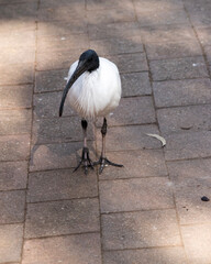 The Australian White Ibis is characterised by having predominantly white plumage with a featherless black head, neck, and legs. Its bill is also black, long and down curved.