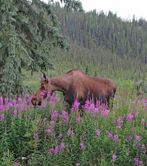 A cow moose feeding on fireweed - Location: Chicken, Alaska