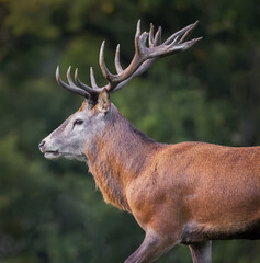 A close up portrait of the head and shoulders of a red deer stag. The profile portrait shows the detail in the antlers against a blurry background