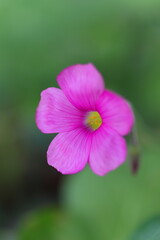 Obraz premium 野に咲くピンクのオキザリス・ボーウィの花