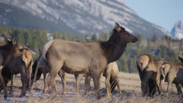 Herd of elk walking on the field in Banff National Park. Slow motion. 