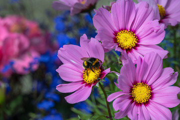 Obraz premium Bumblebee on a pink cosmos flower in summer
