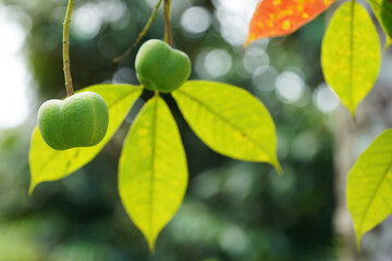 Rubber tree fruits