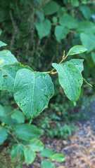 Green leaf with water drops