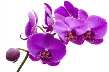 Purple orchid flowers with delicate petals and lush green leaves, isolated against a white background.