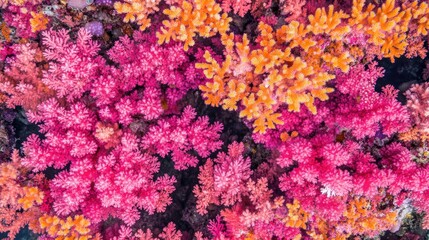 Vibrant Coral Reef Underwater Scene