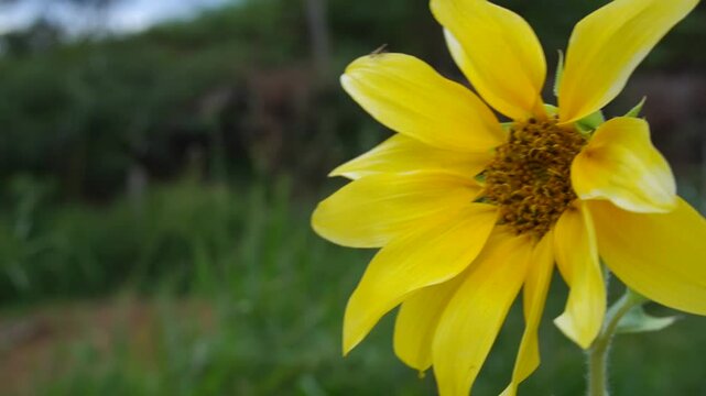 Girasol peque&ntilde;o con fuerte color amarillo y petalos delgados