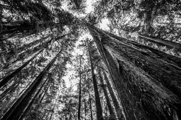 Towering Redwoods, California, USA