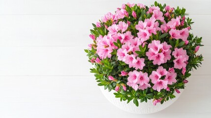 Fototapeta premium Beautiful Pink Azalea Blooms in a Round Pot