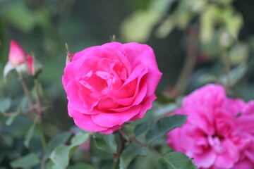 Rosal con rosa de color rosa