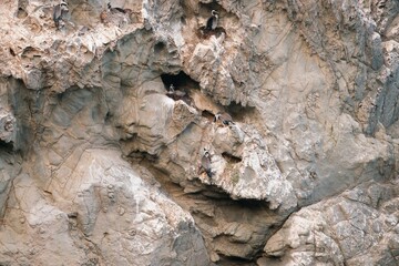 Parekareka (Spotted Shags) on Giant Rock: Unique New Zealand Coastal Wildlife