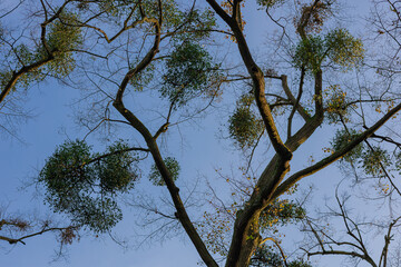 Close-up of mistletoe clusters growing high on tree branches against a clear blue sky in autumn. Natural parasitism, forest ecology and seasonal plant life