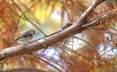 Female American goldfinch perched in tree in fall.
