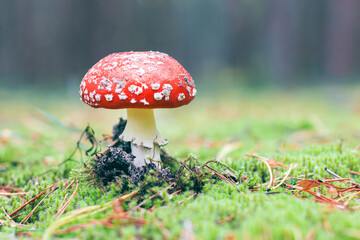 Amanita Muscaria, Known as the Fly Agaric or Fly Amanita: Healing and Medicinal Mushroom with Red Cap Growing in Forest. Can Be Used for Micro Dosing, Spiritual Practices and Shaman Rituals