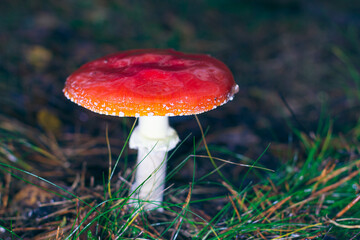 Mature Amanita Muscaria, Known as the Fly Agaric or Fly Amanita: Healing and Medicinal Mushroom with Red Cap Growing in Forest. Can Be Used for Micro Dosing, Spiritual Practices and Shaman Rituals