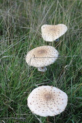 Tres Macrolepiota procera juntas que han crecido salvajes entre las demas hierbas