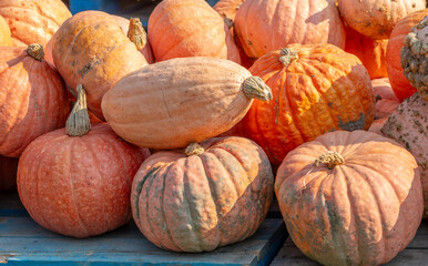 pumpkins and gourds