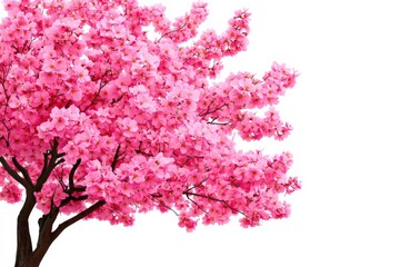 Fototapeta premium Pink flowering tree branch on a white isolated background.