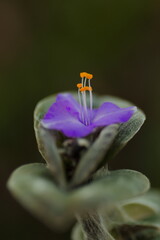 メルヘンチックなトラディスカンティア・シラモンタナ