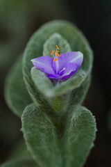 愛でたいトラディスカンティア・シラモンタナ